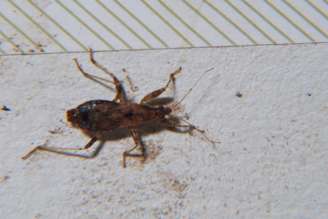 Nabidae: Himacerus (Aptus) mirmicoides
